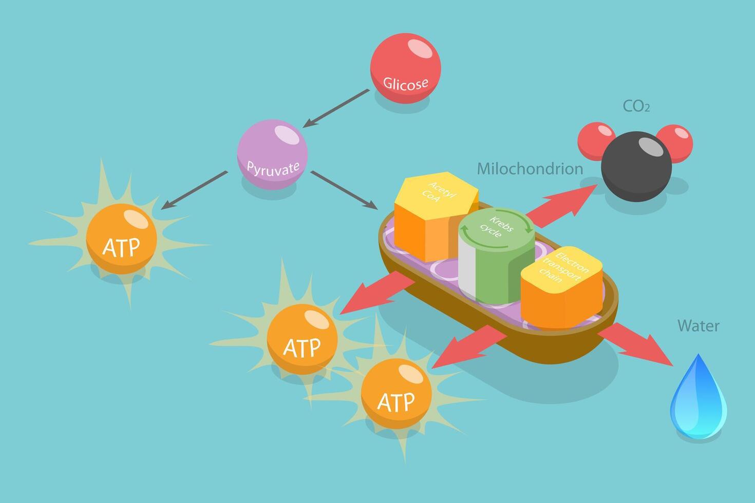 3D Isometric Flat Conceptual Illustration of Aerobic Respiration, Educational Schema vector