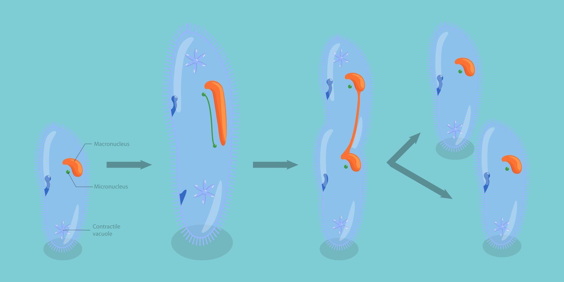 3D Isometric Flat Conceptual Illustration of Asexual Reproduction In Protozoa, Educational Schema vector