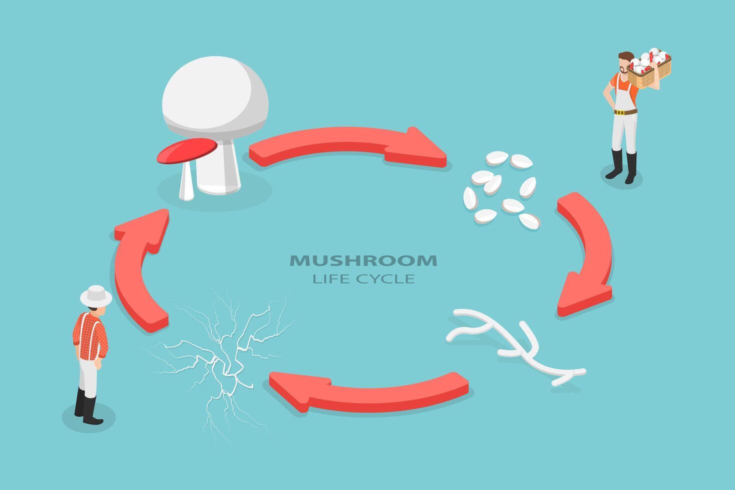 3D Isometric Flat Conceptual Illustration of Mushroom Life Cycle, Reproduction Fungus vector