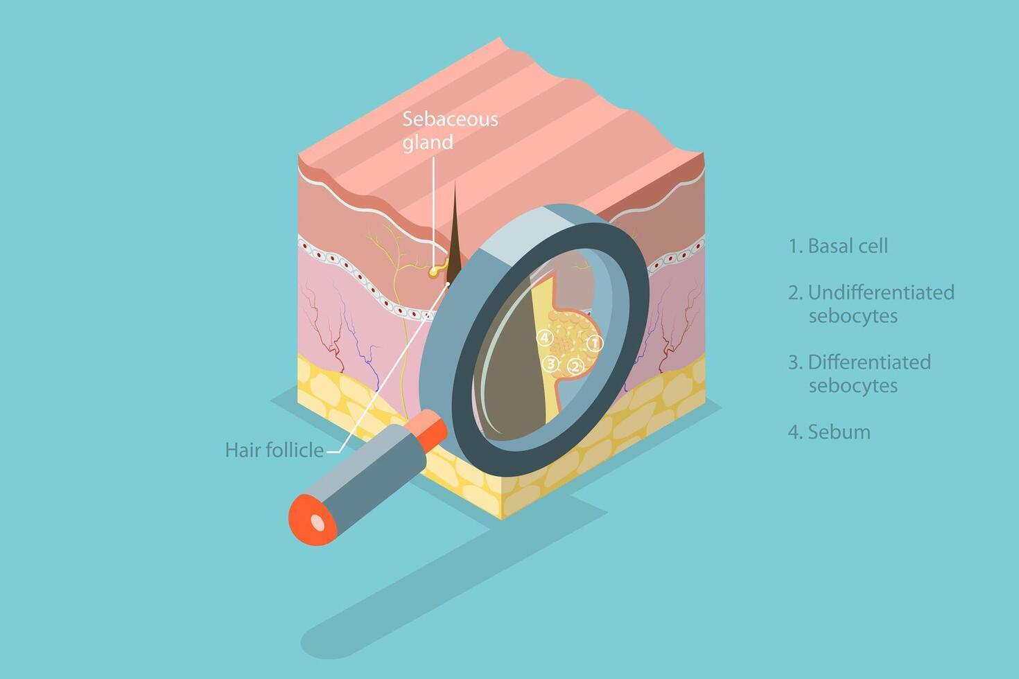 3D Isometric Flat Conceptual Illustration of Sebaceous Gland, Skin Anatomy vector