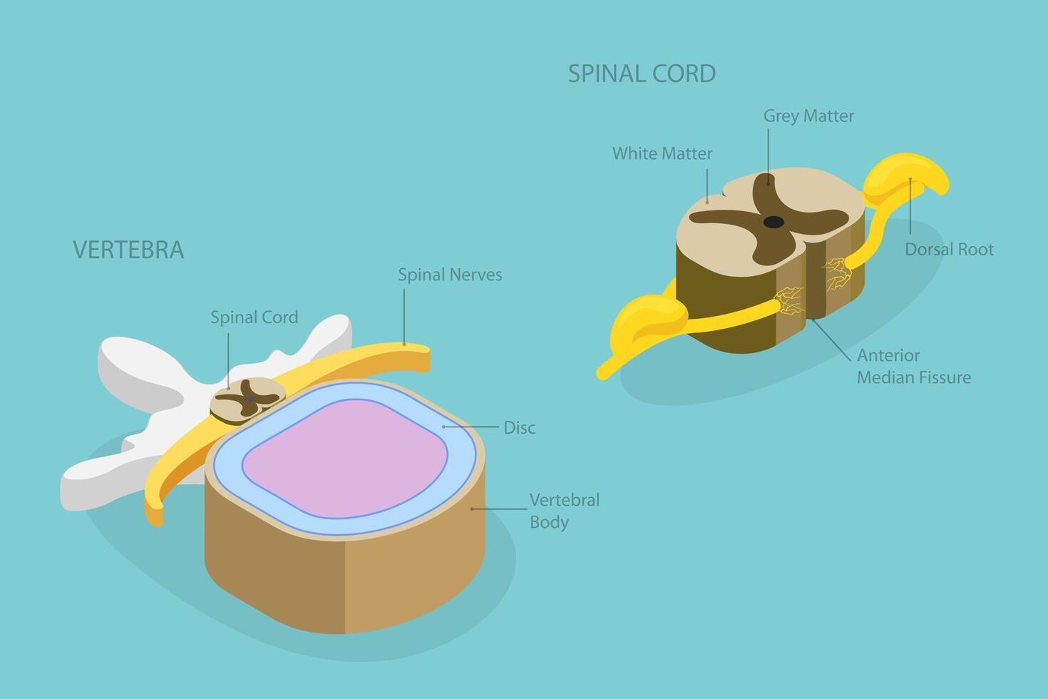 3D Isometric Flat Conceptual Illustration of Spinal Cord, Labeled Educational Scheme vector