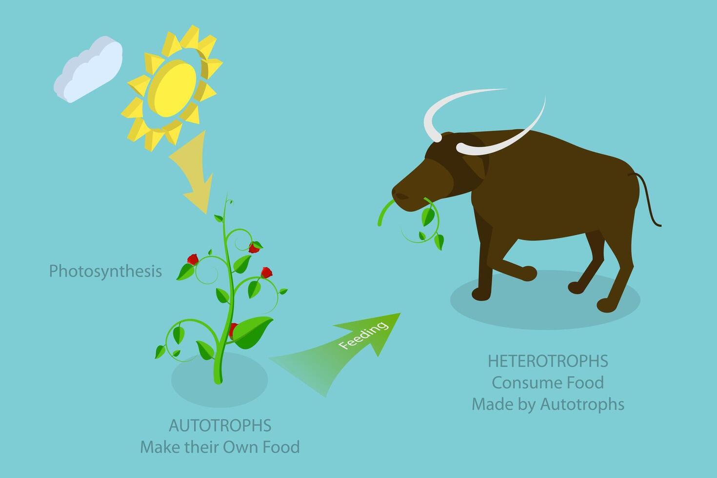 3D Isometric Flat Conceptual Illustration of Autotroph And Heterotroph, Biological Classification vector