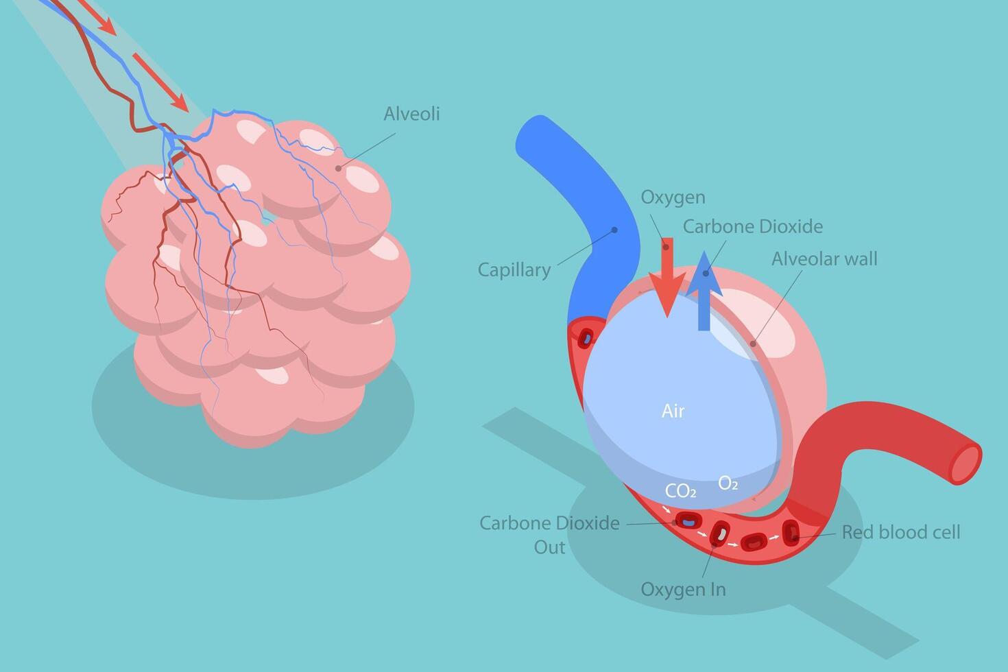 3D Isometric Flat Conceptual Illustration of Alveolus Gas Exchange, Respiratory System vector