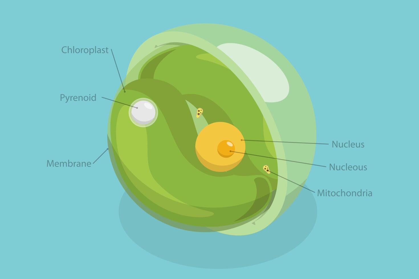 3D Isometric Flat Conceptual Illustration of Chlorella, Educational Dagram vector