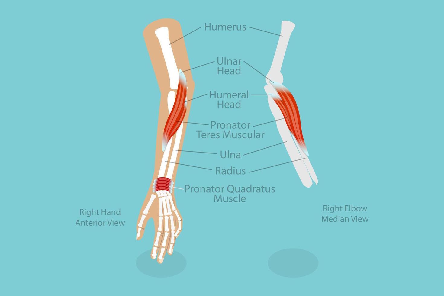 3D Isometric Flat Conceptual Illustration of Pronator Teres Muscle, Educational Diagram vector