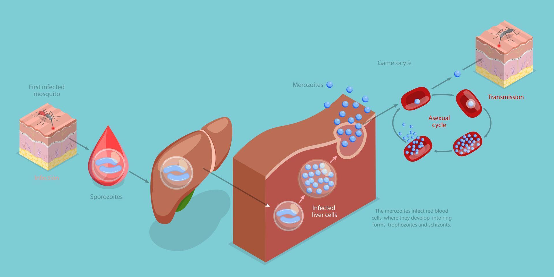 3D Isometric Flat Conceptual Illustration of Life Cycle Of A Malaria Parasite, Spread to Humans by the Bite of an Infected Mosquito vector