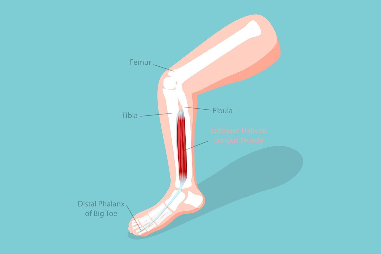 3D Isometric Flat Conceptual Illustration of Extensor Hallucis Longus Muscle, Labeled Educational Anatomical Scheme vector