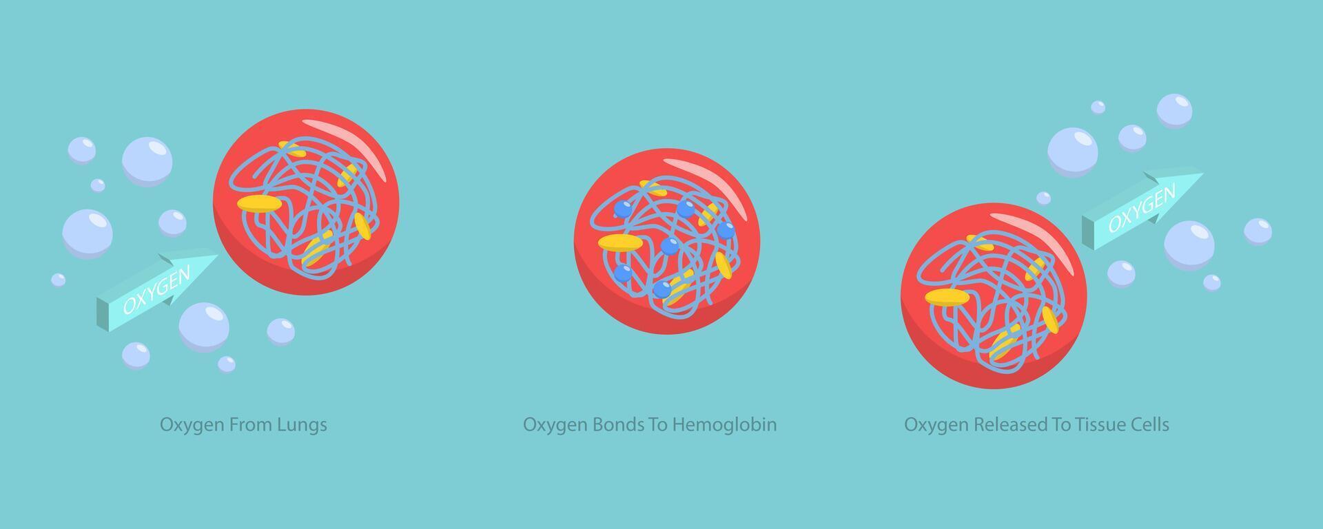 3D Isometric Flat Conceptual Illustration of Oxygen Transportation, Blood Cells in Bloodstream vector
