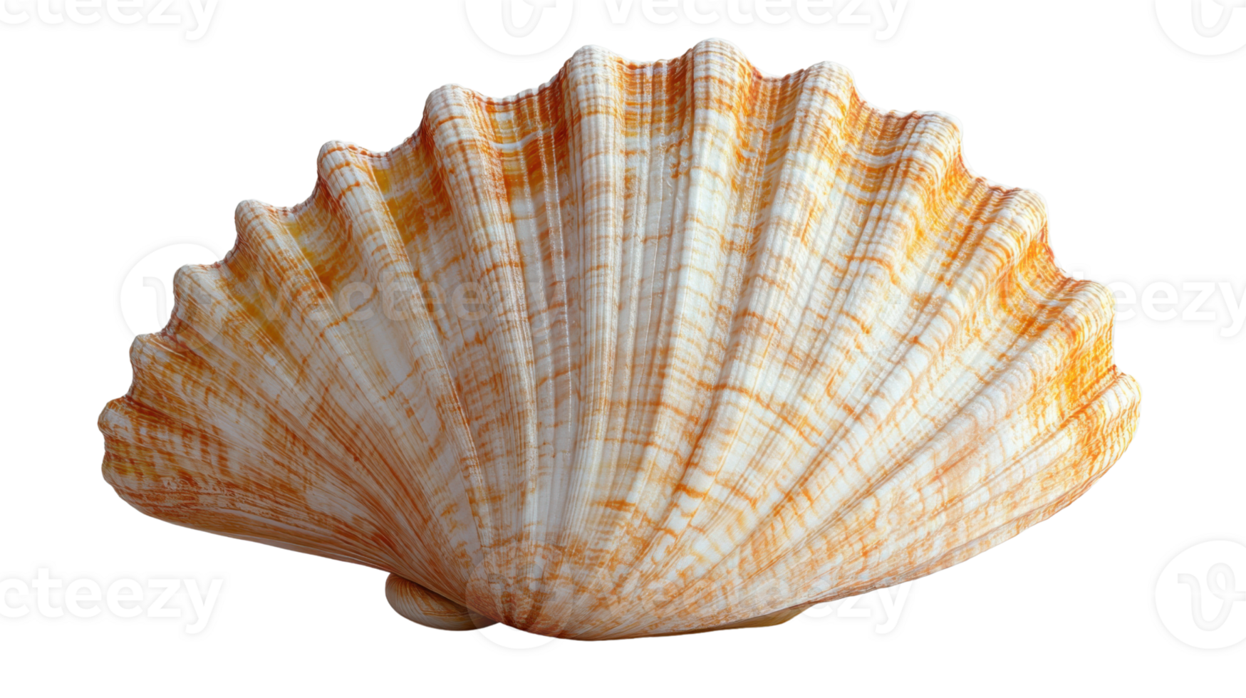 orange and white scallop shell with intricate ridges and