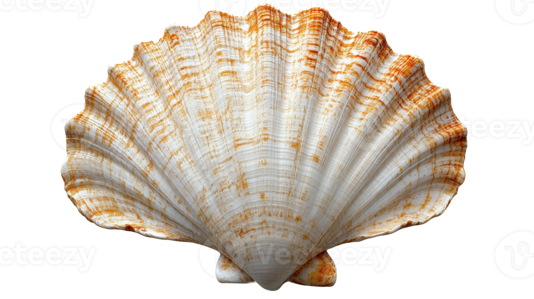 beautiful scallop shell with intricate ridges and warm orange accents, perfect for coastal decor or marine themed projects png