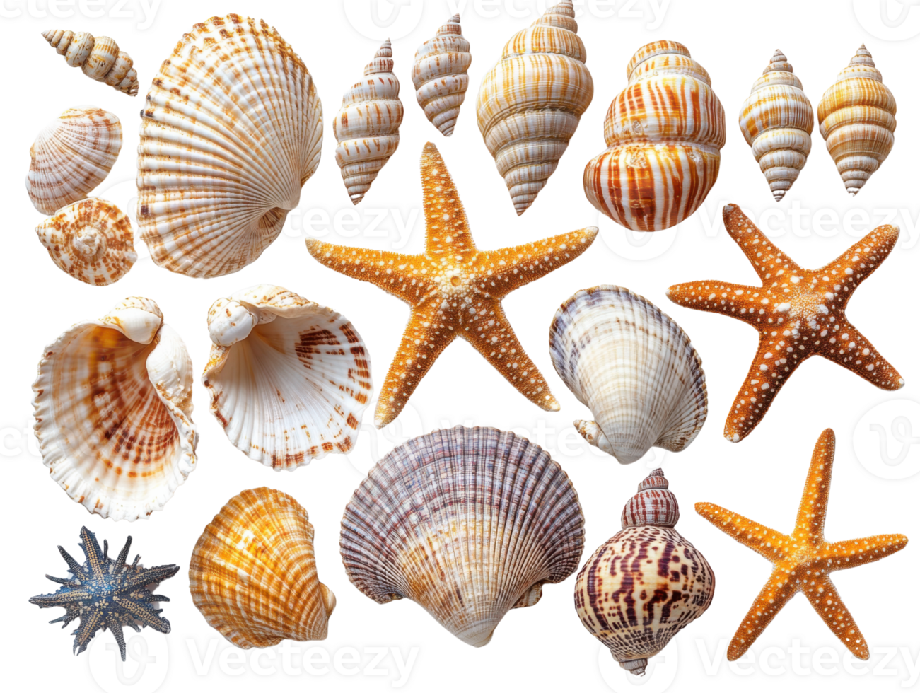 Beautiful collection of seashells and starfish png