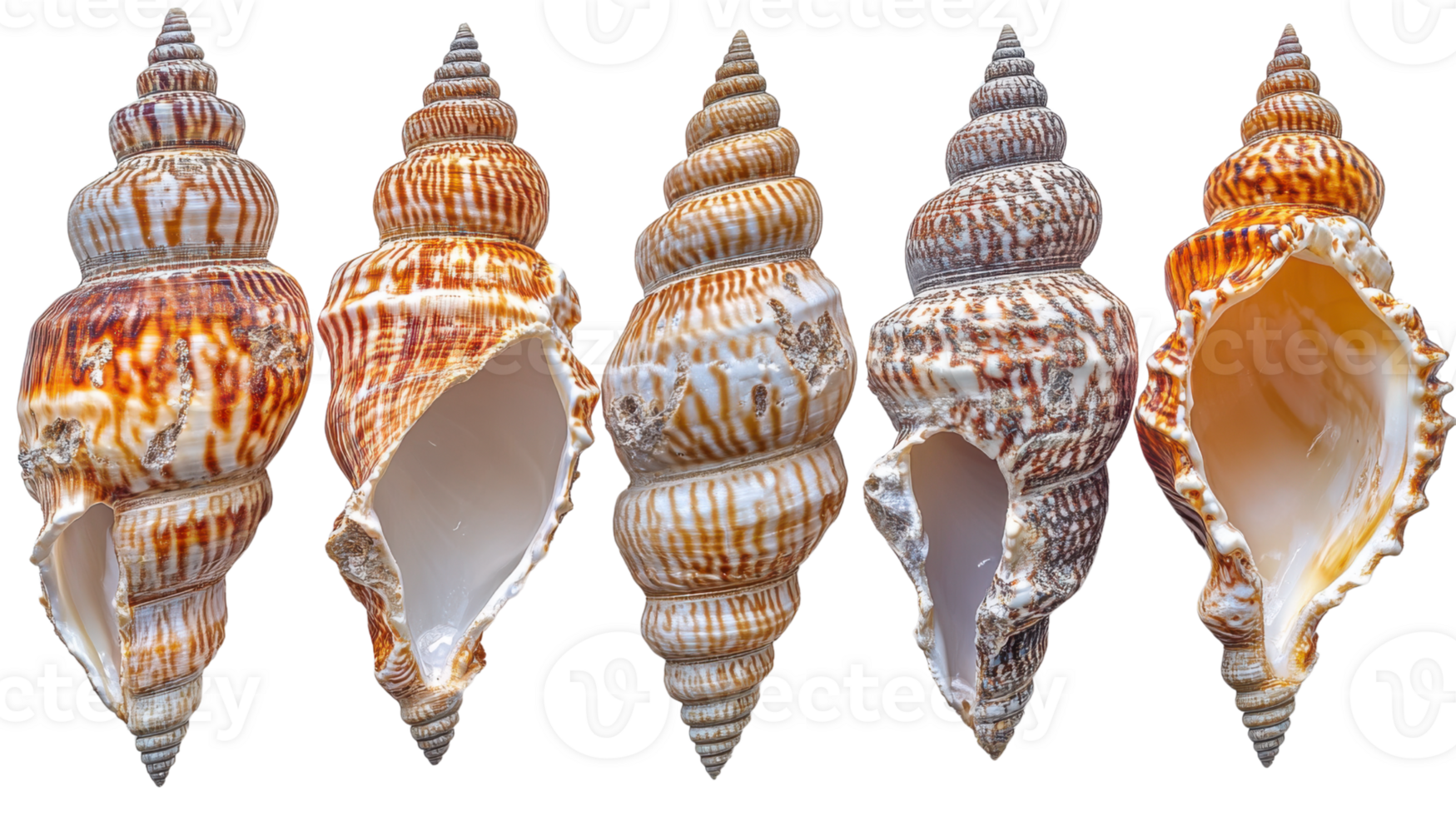 Beautiful collection of seashells showcasing various colors and patterns png