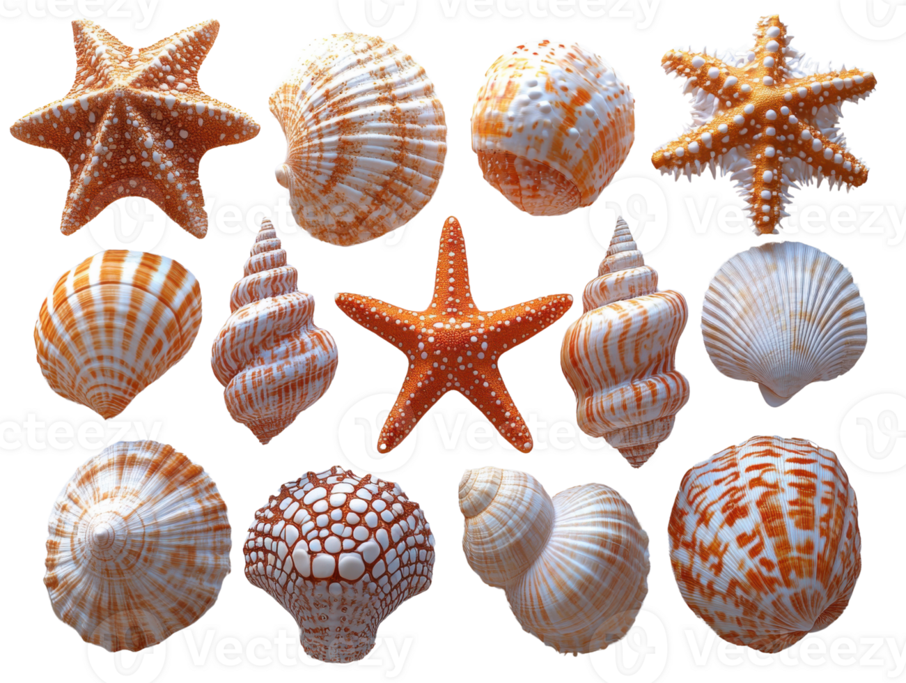 Beautiful set of seashells and starfish in various shapes and colors png