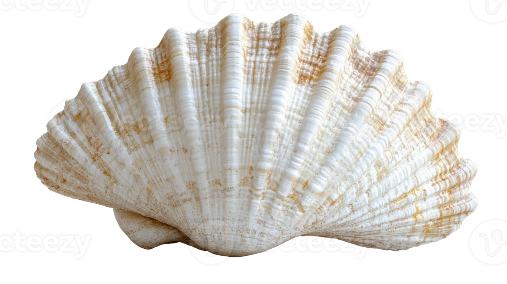 beautiful scallop shell with intricate ridges and smooth surface, perfect for coastal decor png