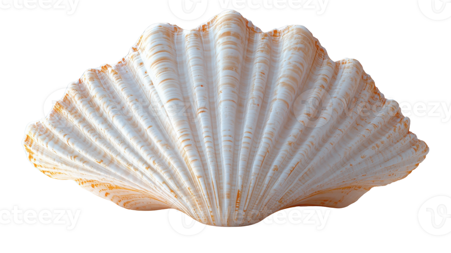 The white seashell with intricate ridges and smooth surface, perfect for beach decor png