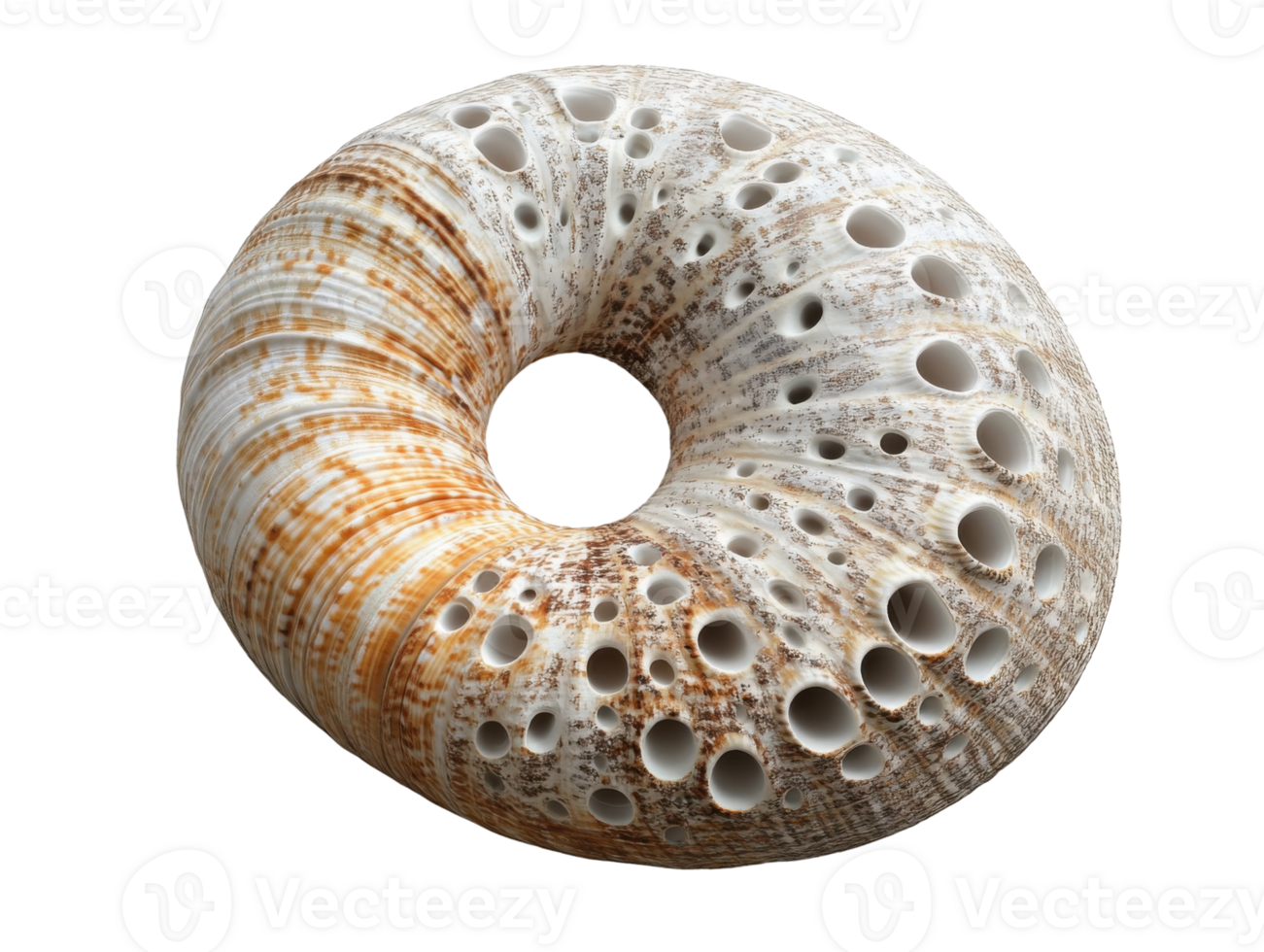 beautiful spiral shell with intricate patterns and textures, showcasing natural design and earthy tones png