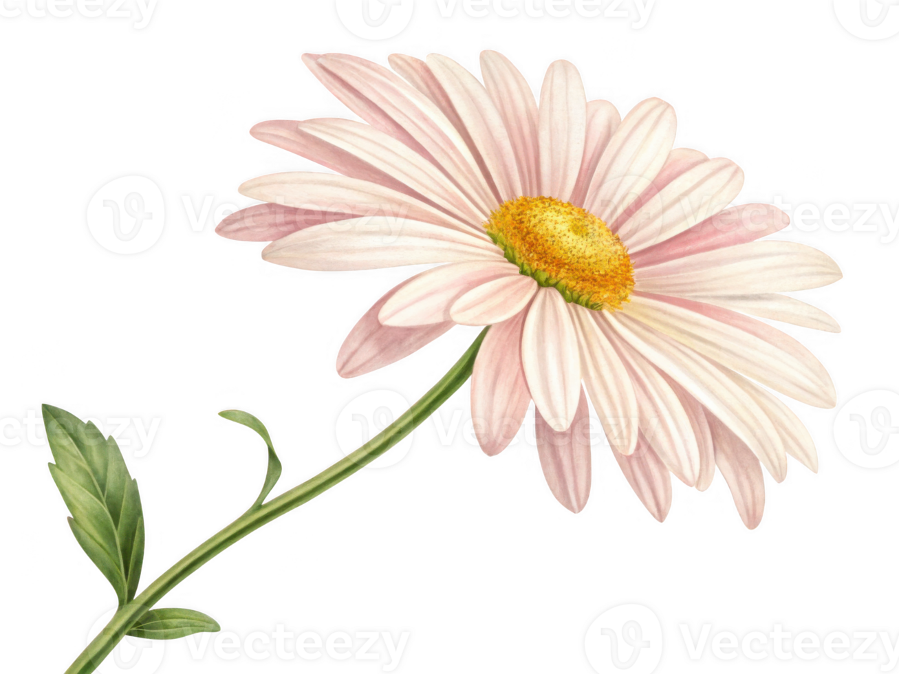 beautiful pink daisy flower with green stem, perfect for scrapbooking png
