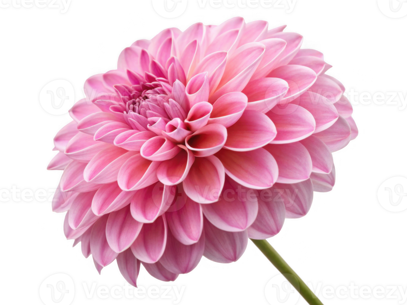 Beautiful pink dahlia flower with layered petals, perfect for decoration png