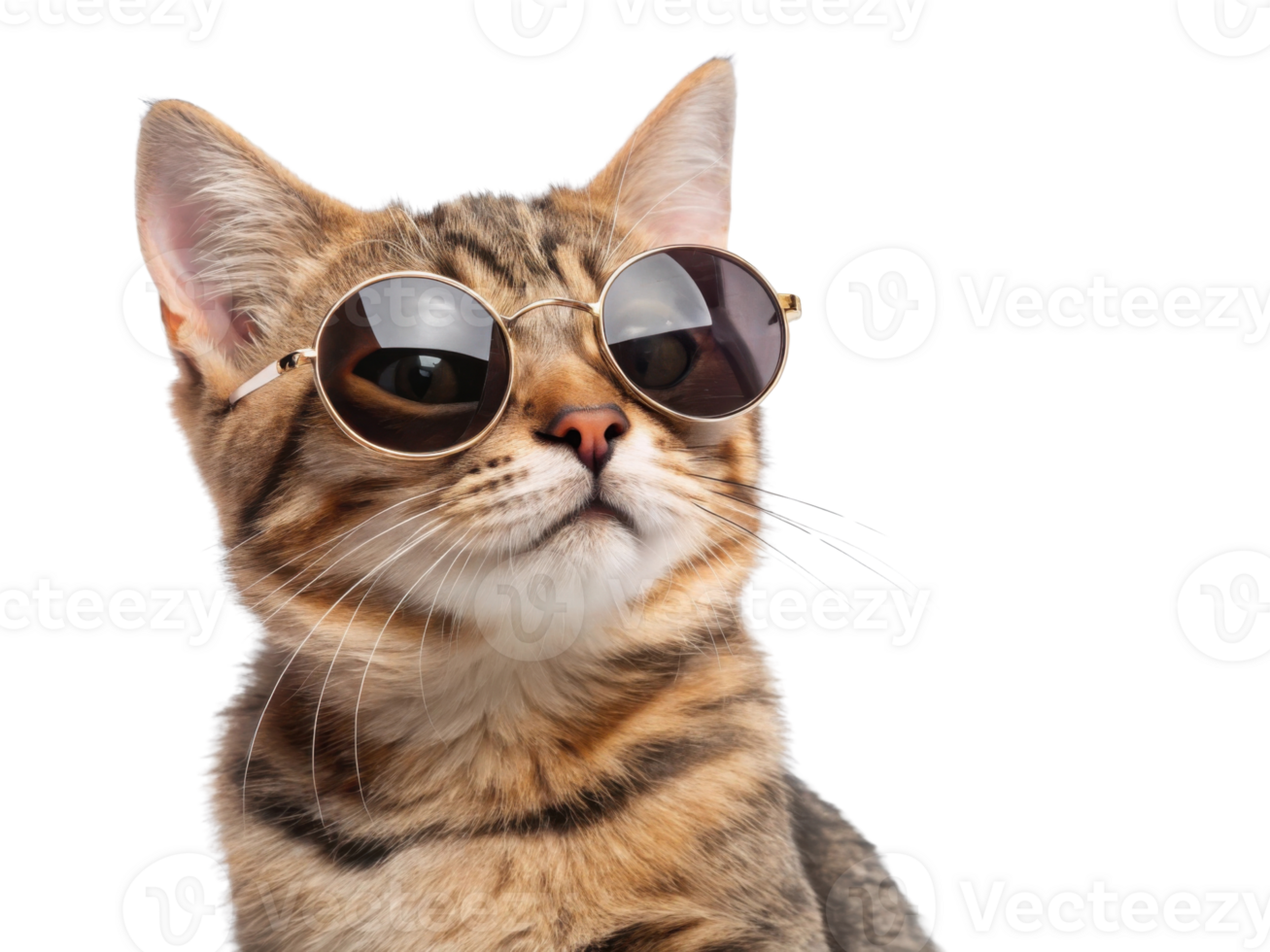 stylish cat wearing sunglasses, exuding confidence and charm png