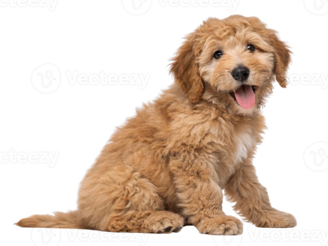 Fluffy golden puppy sitting happily with playful expression png