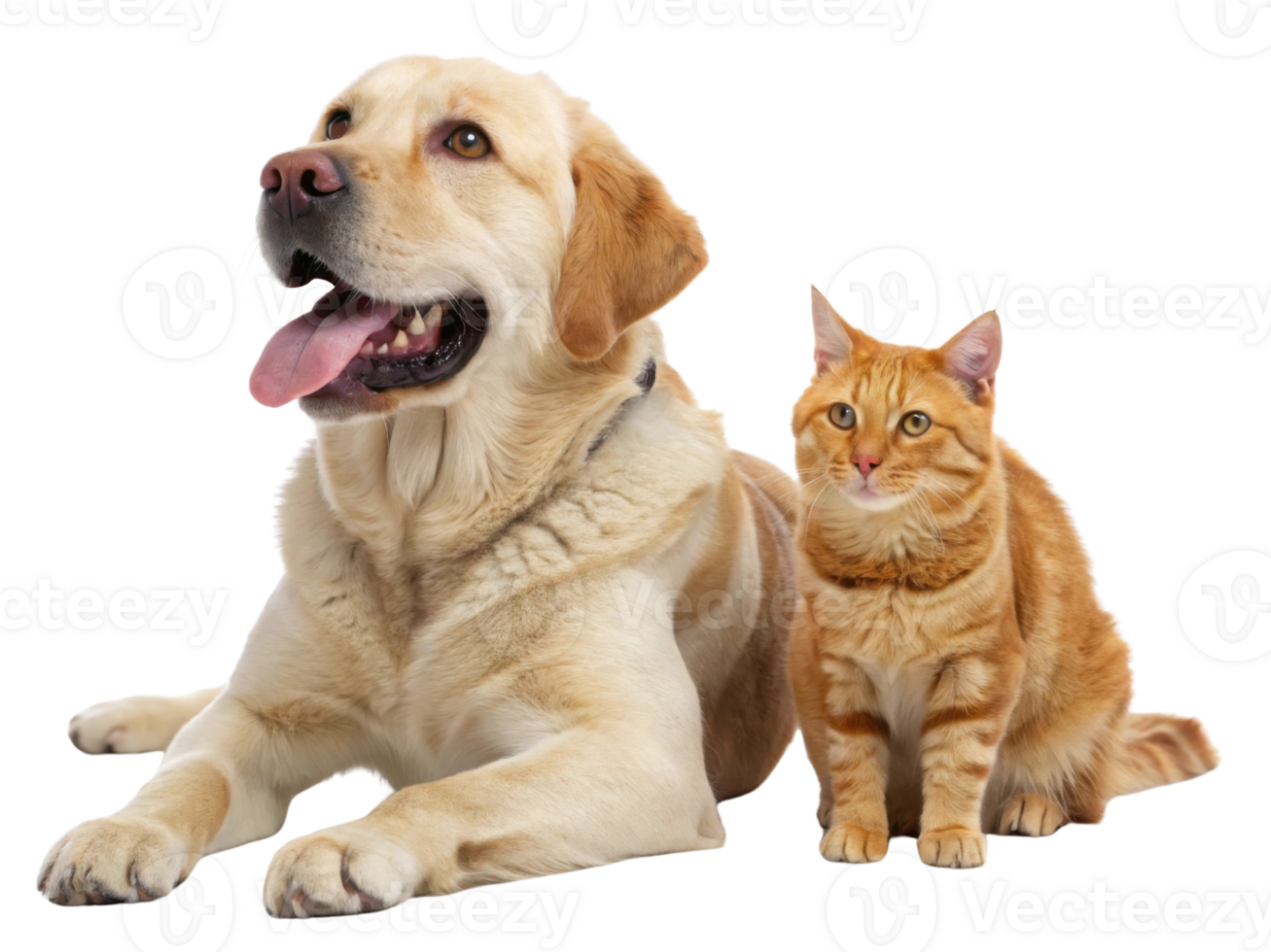 Labrador retriever and orange tabby cat sitting together, showcasing friendship and companionship . png