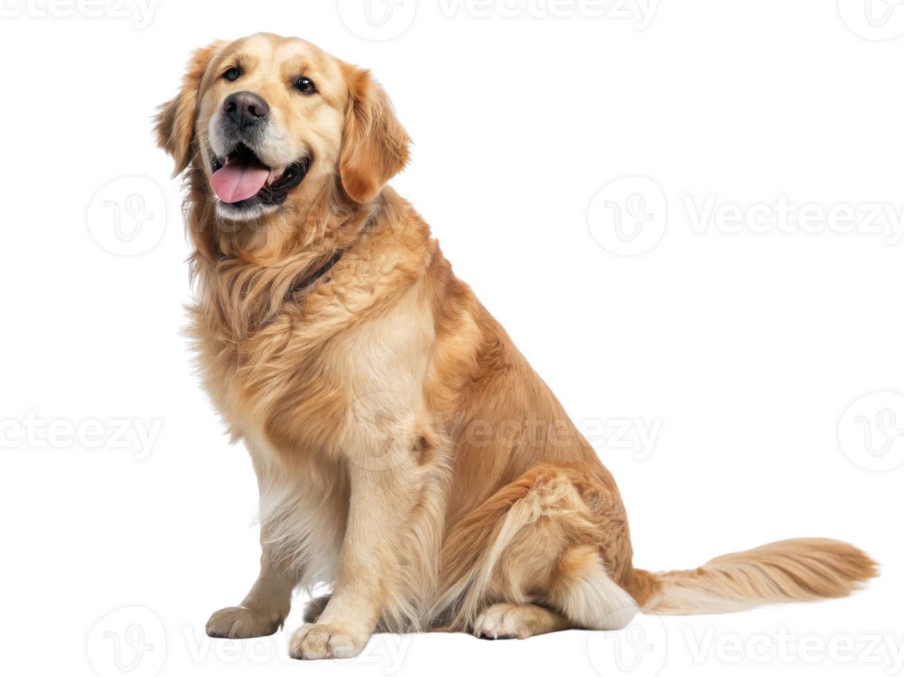 Golden retriever sitting happily with joyful expression png