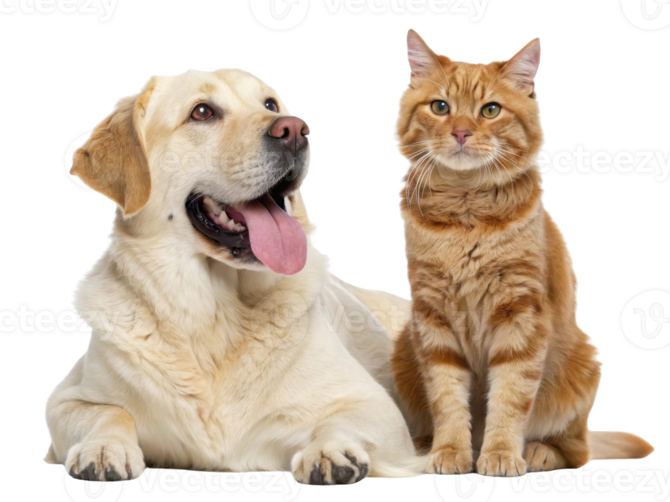 Friendly dog and cat together, showcasing companionship and joy png