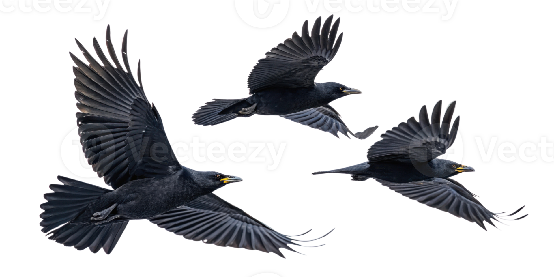Flying birds in various poses showcasing their wings and feathers png