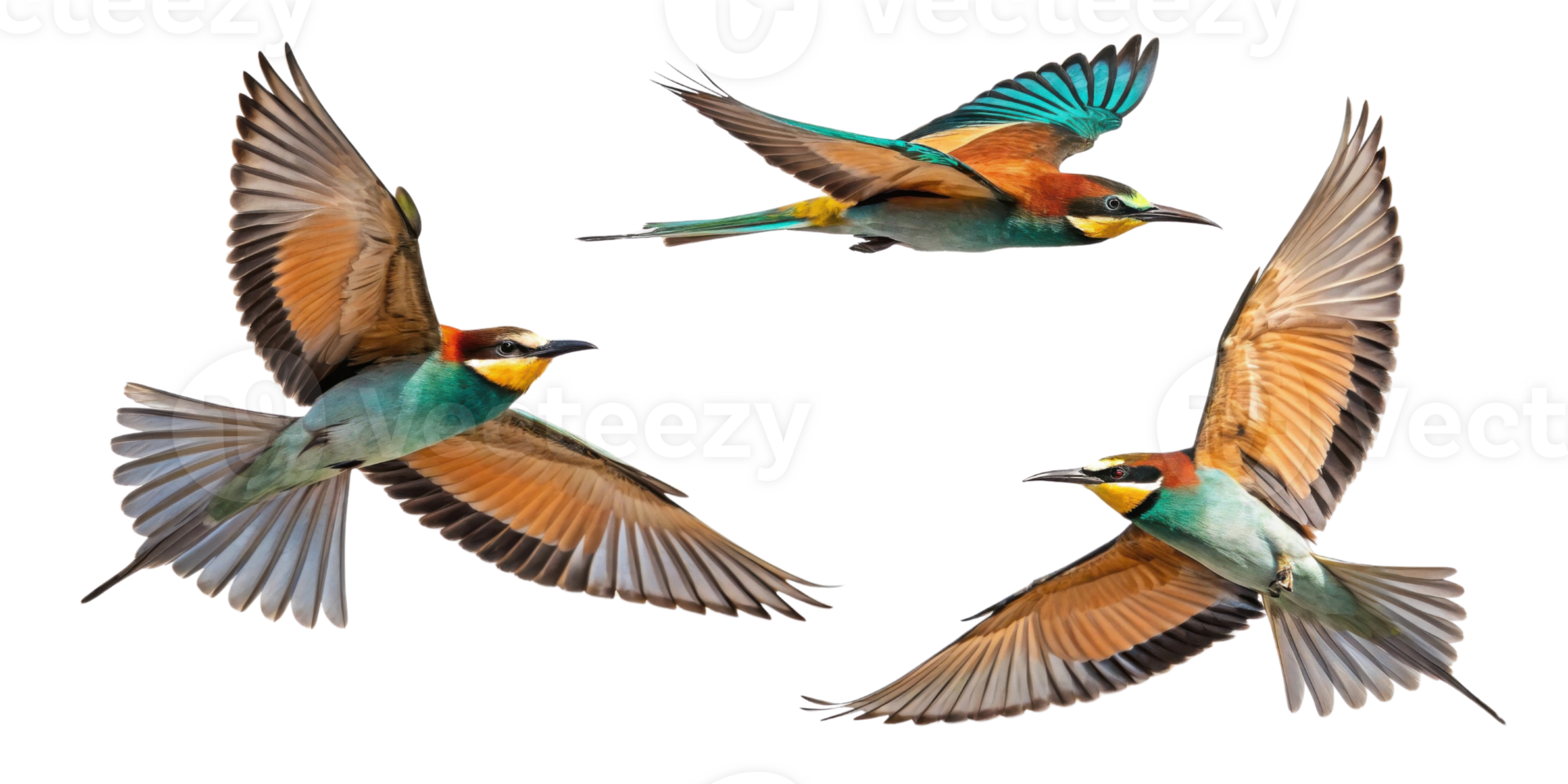 Colorful birds in flight showcasing vibrant plumage and graceful movement png