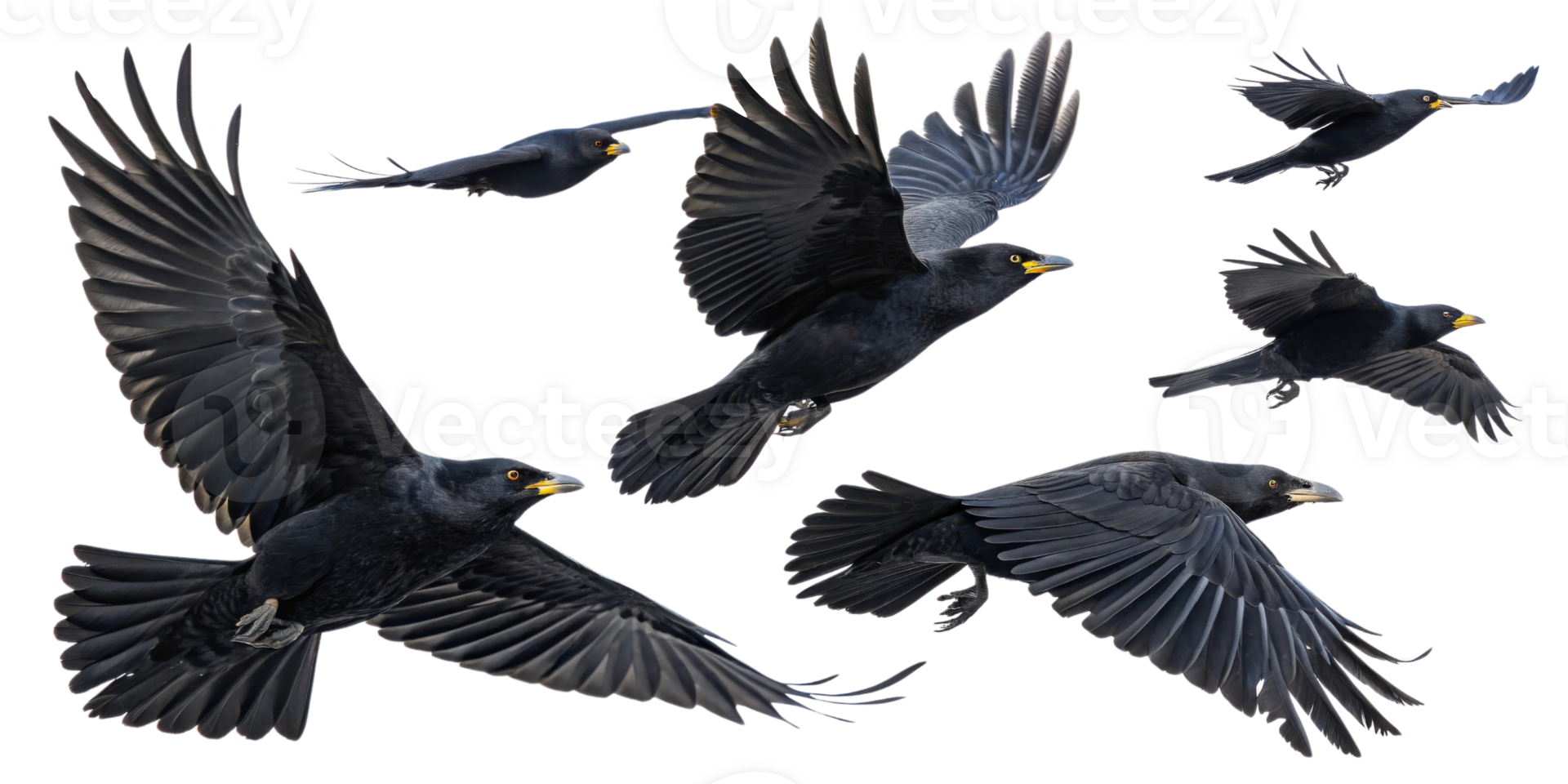 Flying black birds in various positions showcasing their wings and movement png