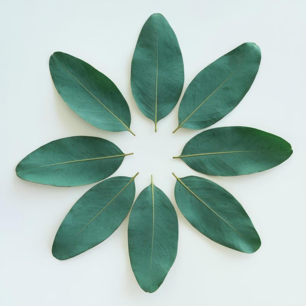 Green leaves eucalyptus isolated on white background flat lay top view photo
