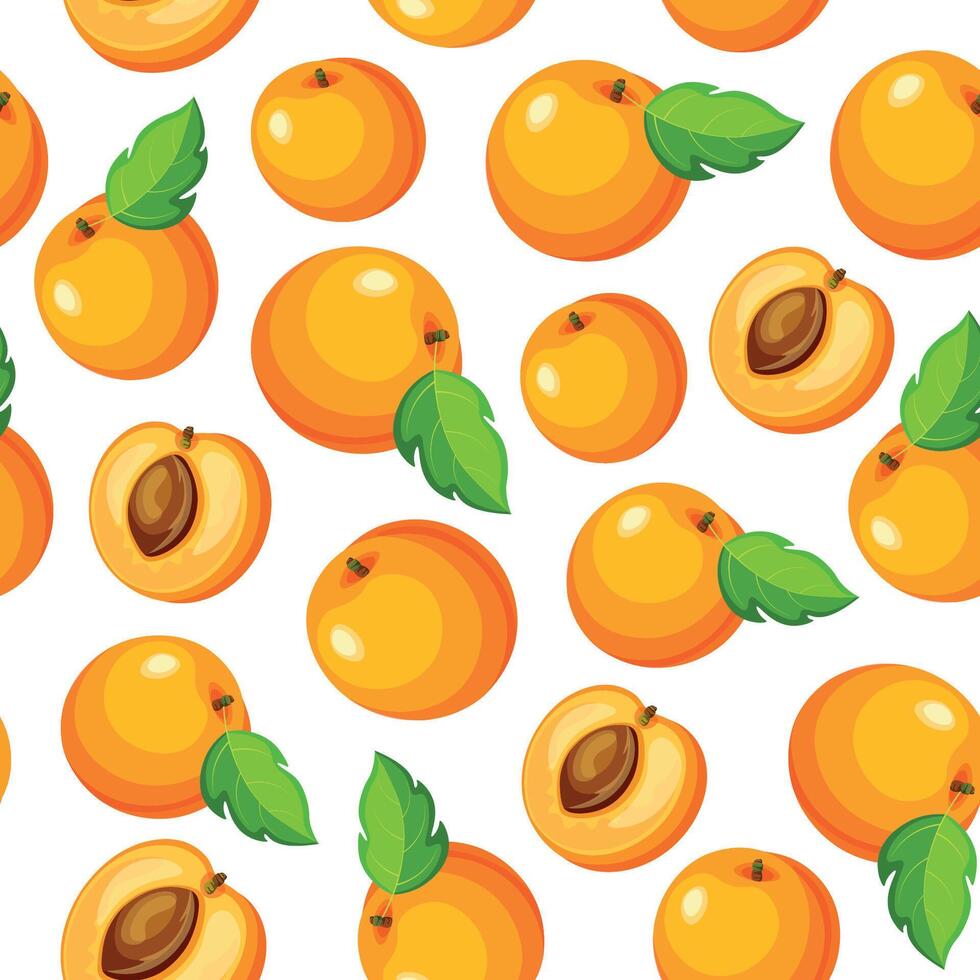 Seamless pattern with apricots isolated on white background. Whole and half apricots in cartoon style. vector