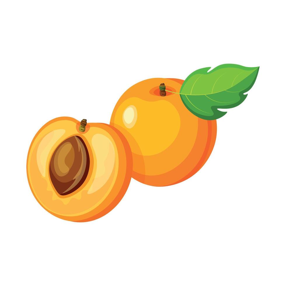 Apricot whole and half with green leaf isolated on white background. Cute illustration of ripe apricot in cartoon style. vector