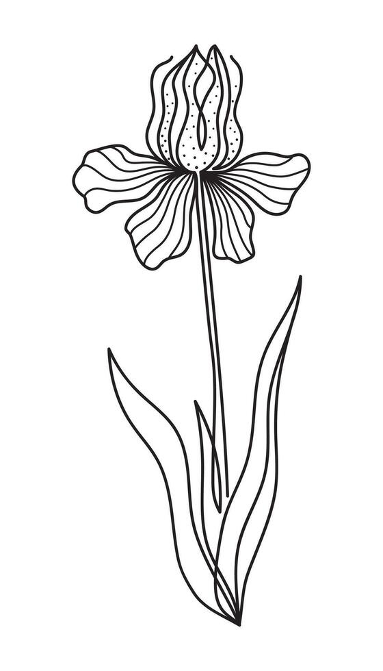 Abstract iris flower in minimalism. Sketch one flower. Floral creative illustration. vector
