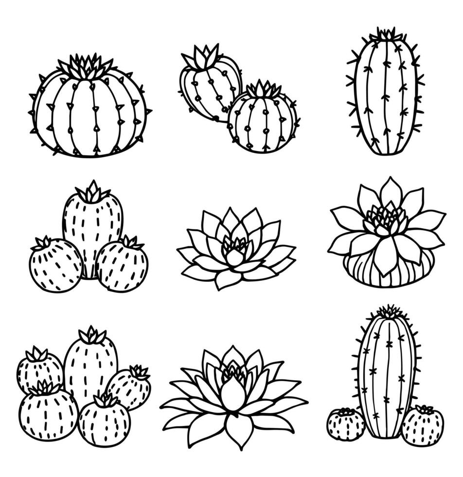 Cactus and Succulent Collection vector