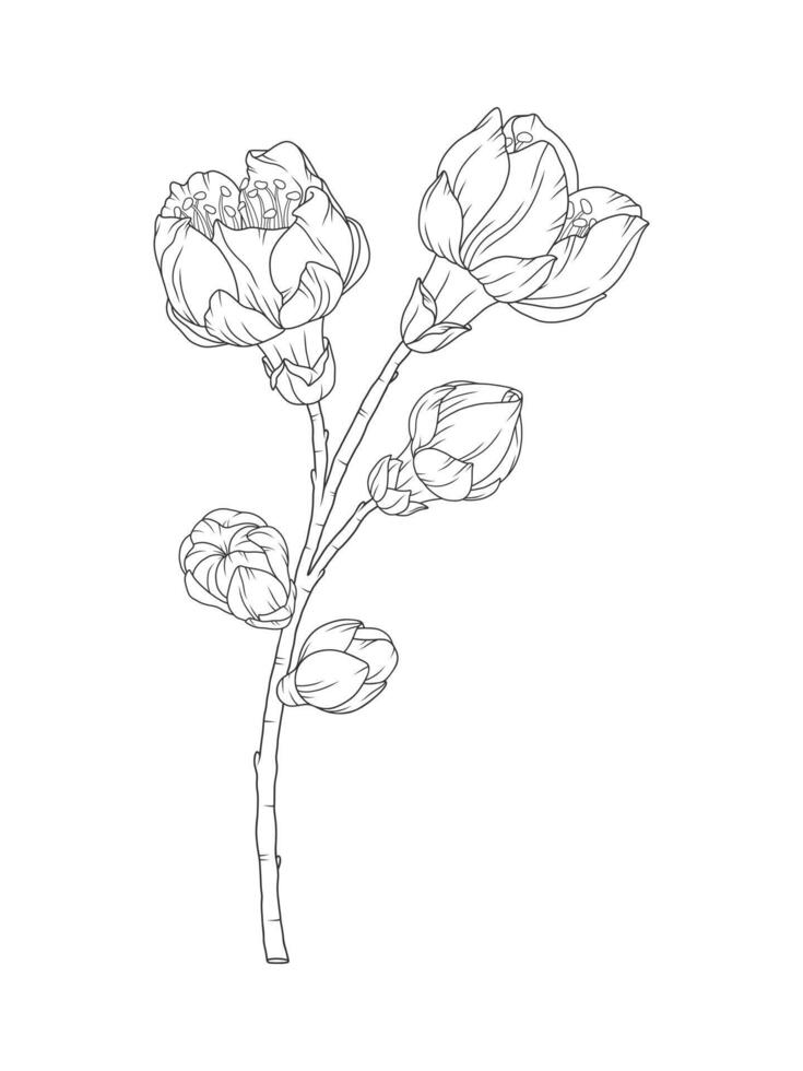 Apricot blossoms and buds, beautiful branch in graceful thin line. Japanese spring sakura flowers, outline. Hand drawn sketch of cherry, plum, or peach blossom. vector