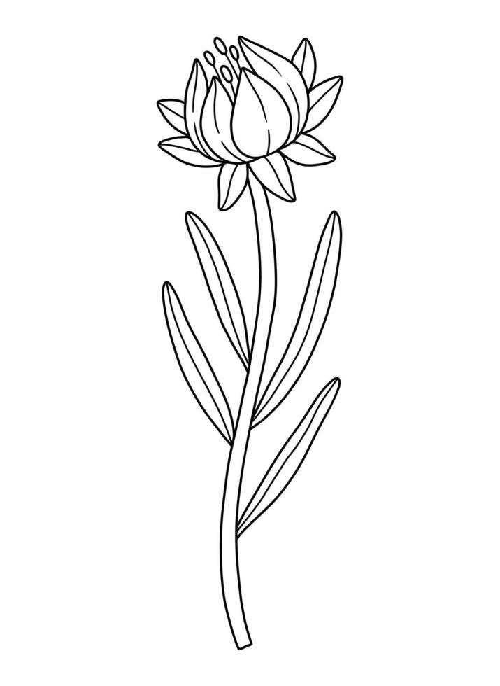 Wildflower bud with anthers, line art style. Blooming wild plant coreopsis, meadow flower, contour. Botanical elements for design projects, ink outline vector
