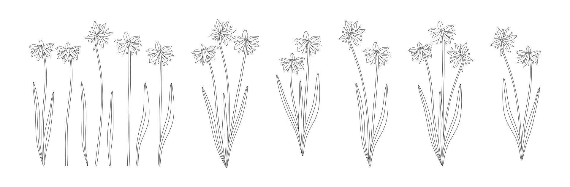 Set of snowdrop bouquets. Bunches of blooming wildflowers, perennial wild plants. Line art, minimal style, contour. Botanical hand drawn elements for design projects vector