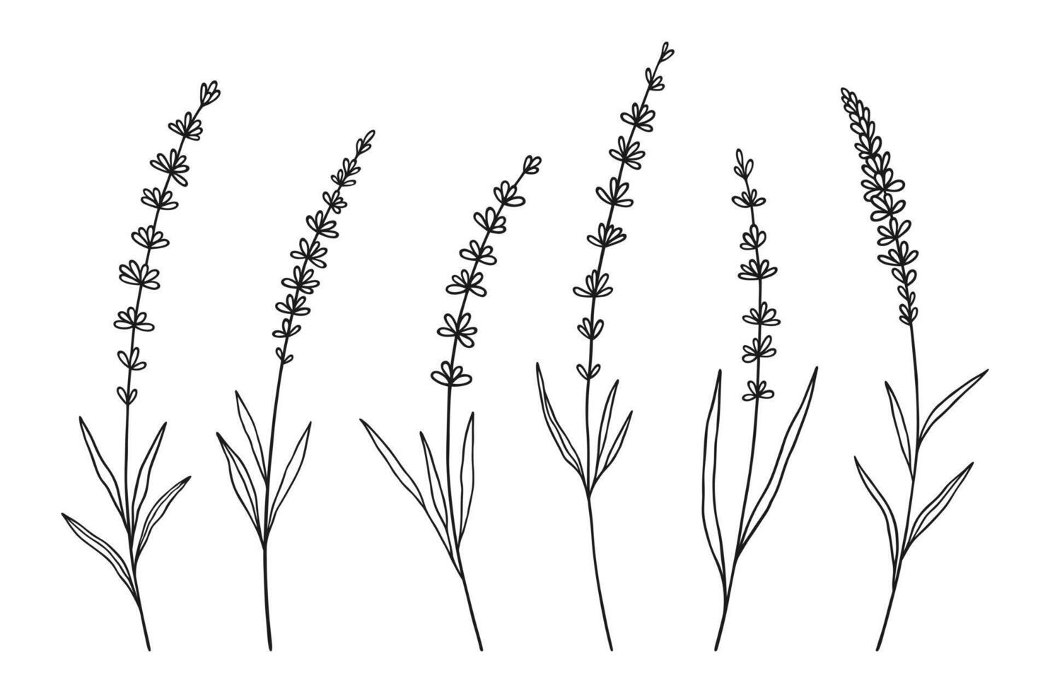 Set of lavender wildflowers in black line art on white background. Hand-drawn flowers, and leaves. Wild plants and botanical elements for design projects vector