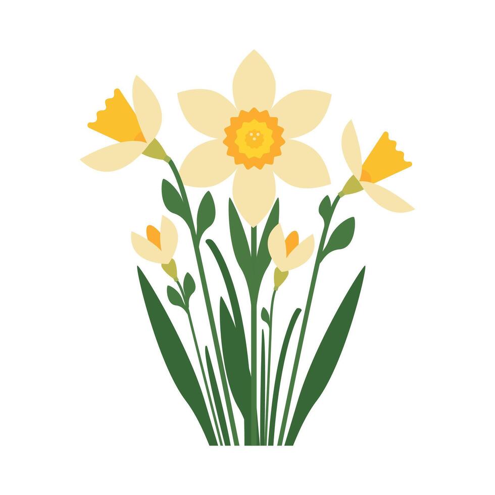 Narcissus Spring Flowers on a White Background. Graphics vector