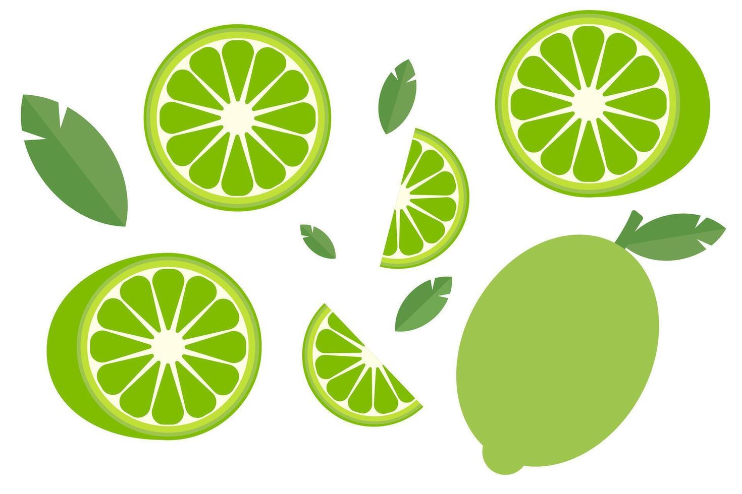 Set of limes. Lime in section. Lime slices. graphics vector