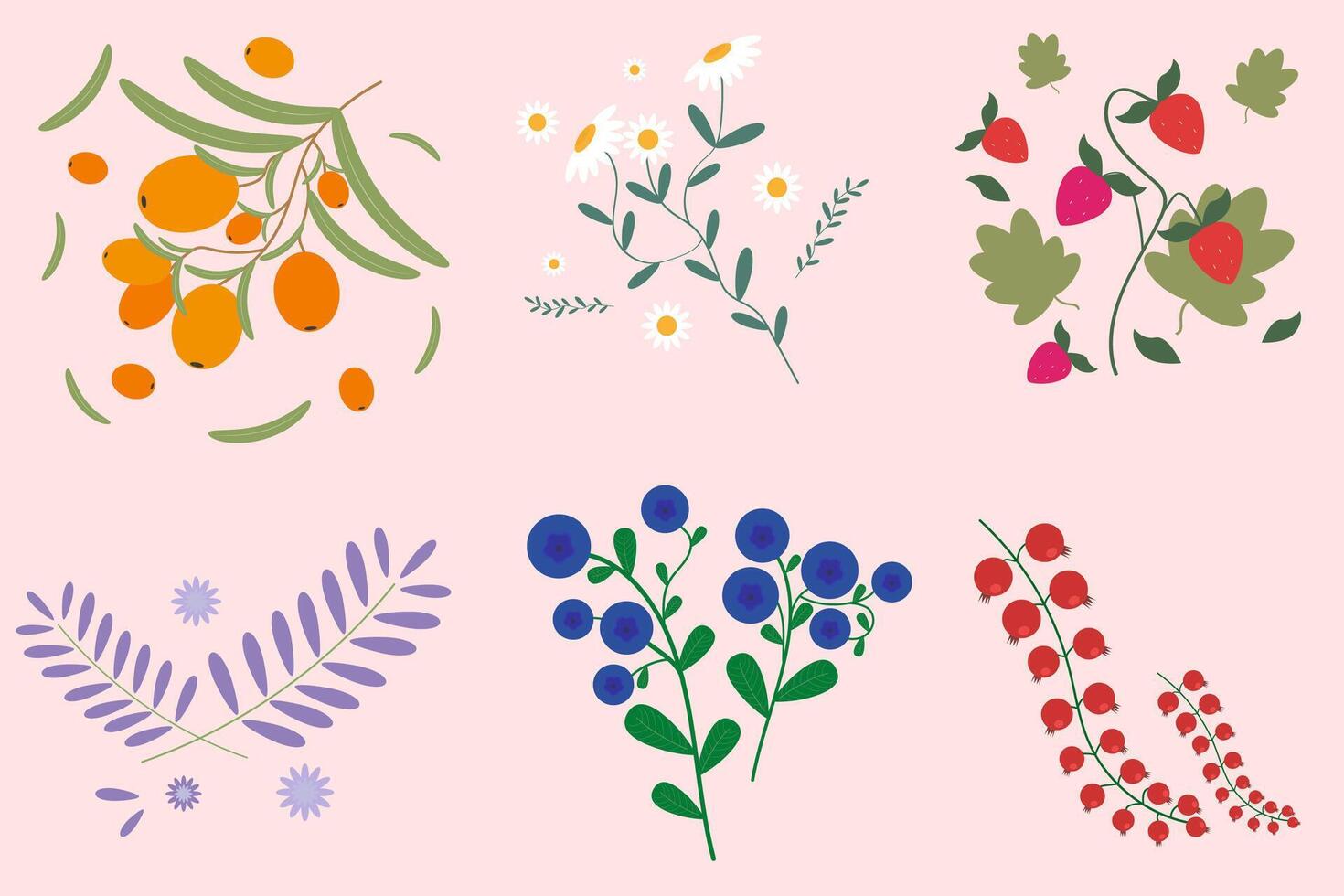 Set of berries and herbs for tea. Strawberries, chamomile, sea buckthorn, blueberries and lavender. Trends graphics vector