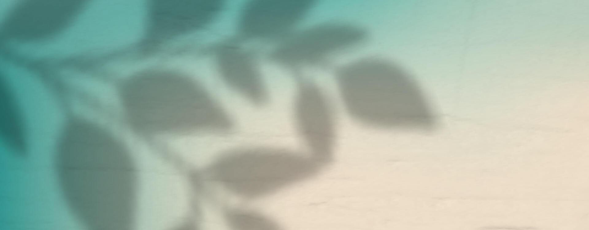 Shadow of leaves on a wall vector