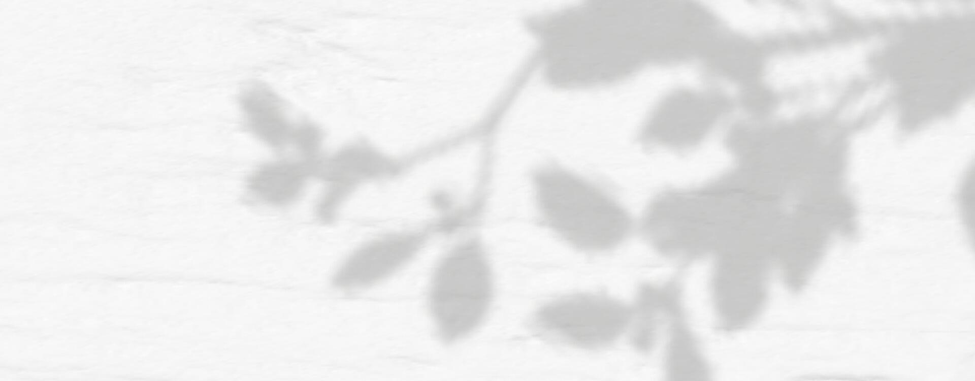 A white wall with a plant shadow vector