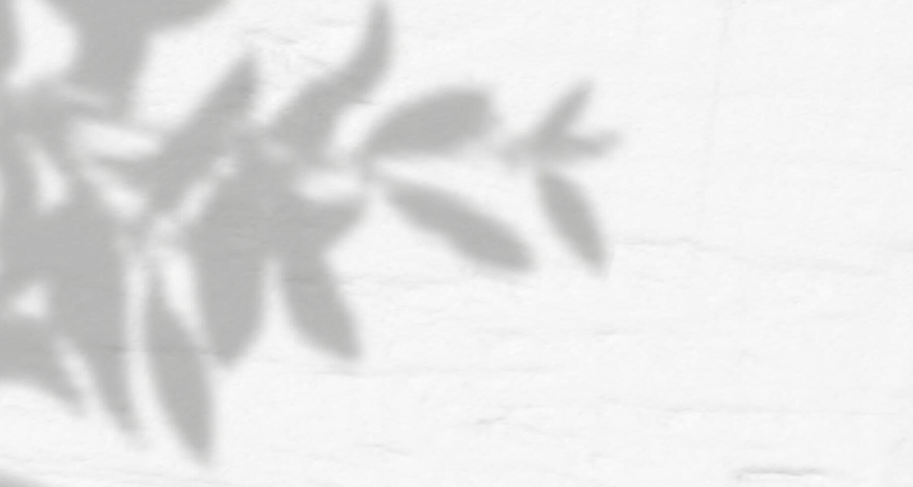 A white wall with a plant shadow vector