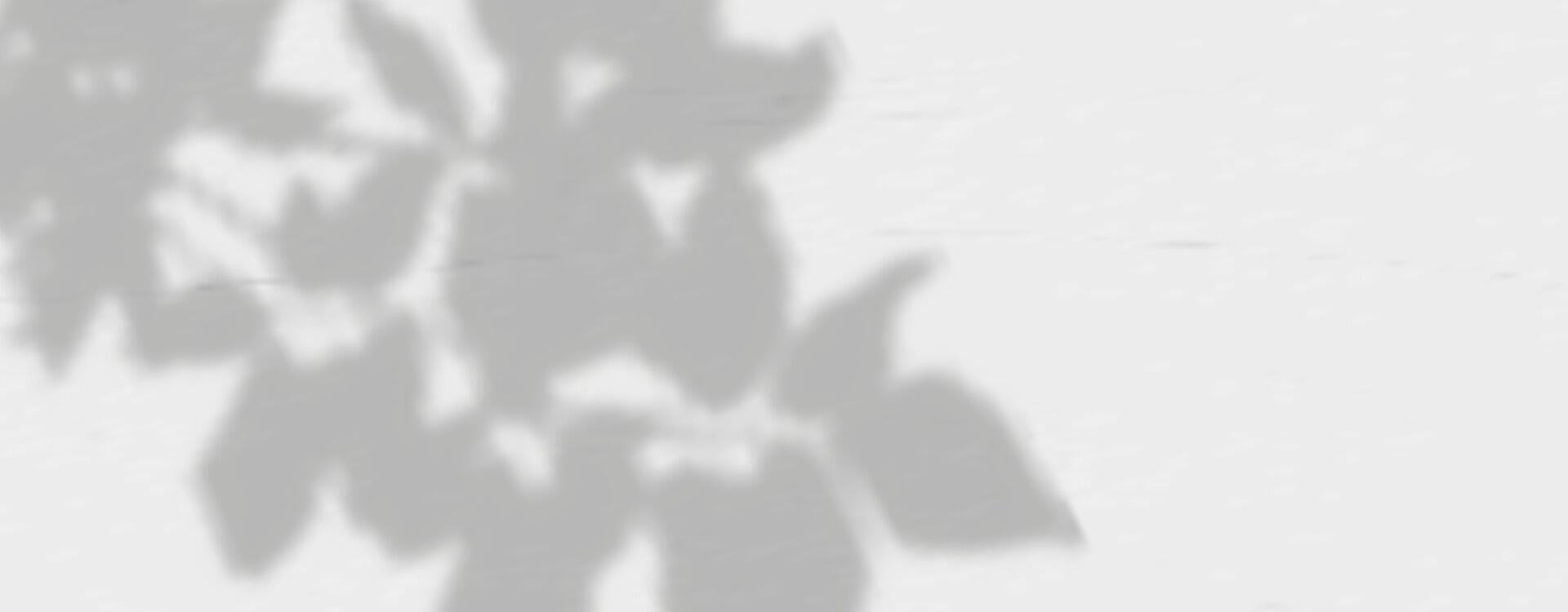 A shadow of a tree on a wall vector