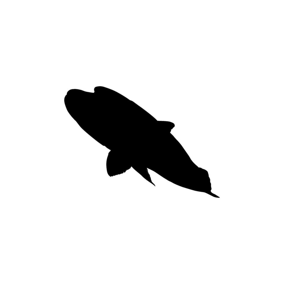The Humphead wrasse Silhouette, Cheilinus undulatus, also known as the Maori wrasse, Napoleon wrasse, Napoleon fish. Flat Style, can use for Logo Gram, Animal Illustration, Pictogram, ect vector