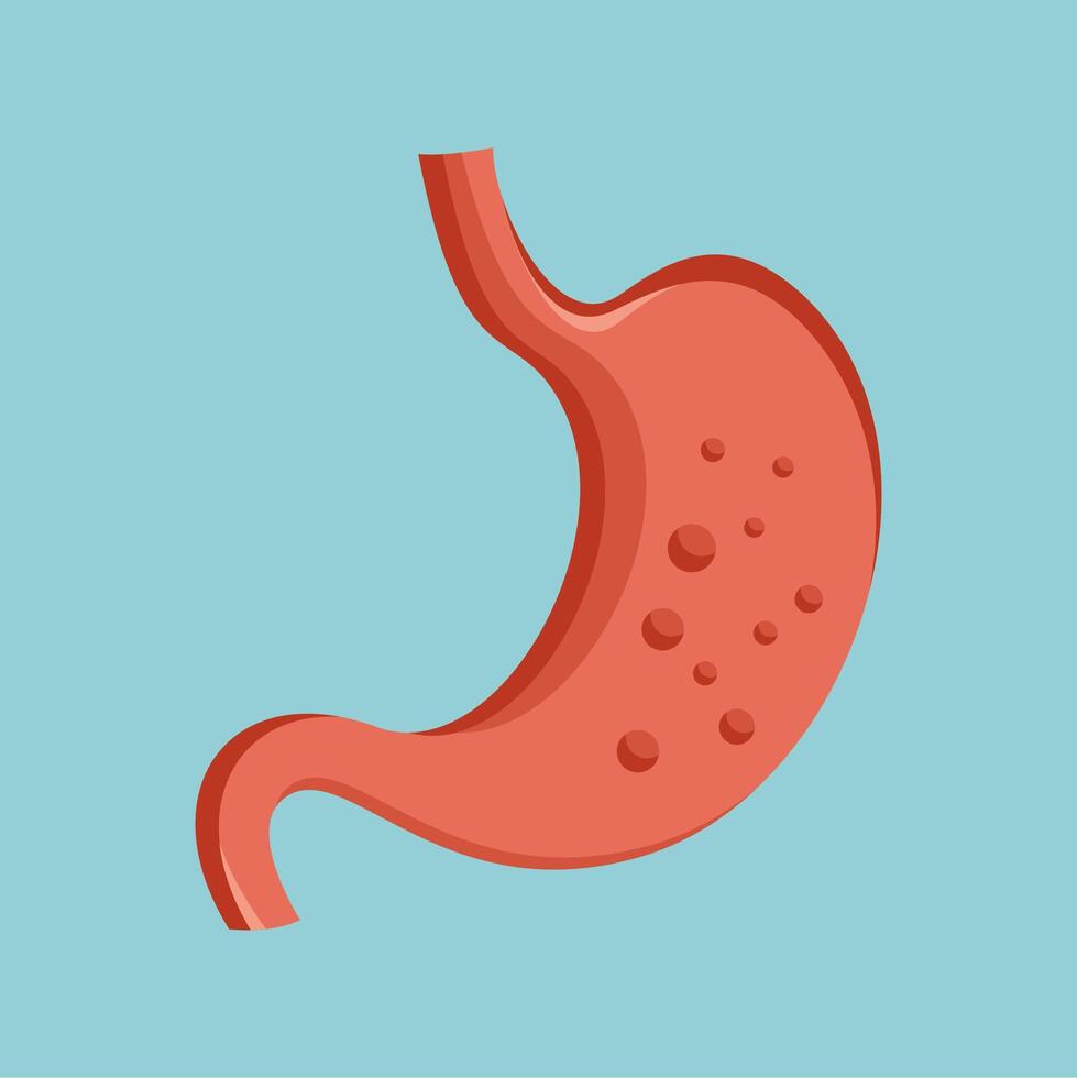 Stomach illustration isolated on flat background vector