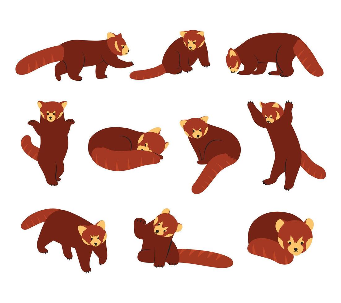 A cute collection of red panda illustrations with various poses, for wildlife designs, childrens books, and zoo-themed projects vector