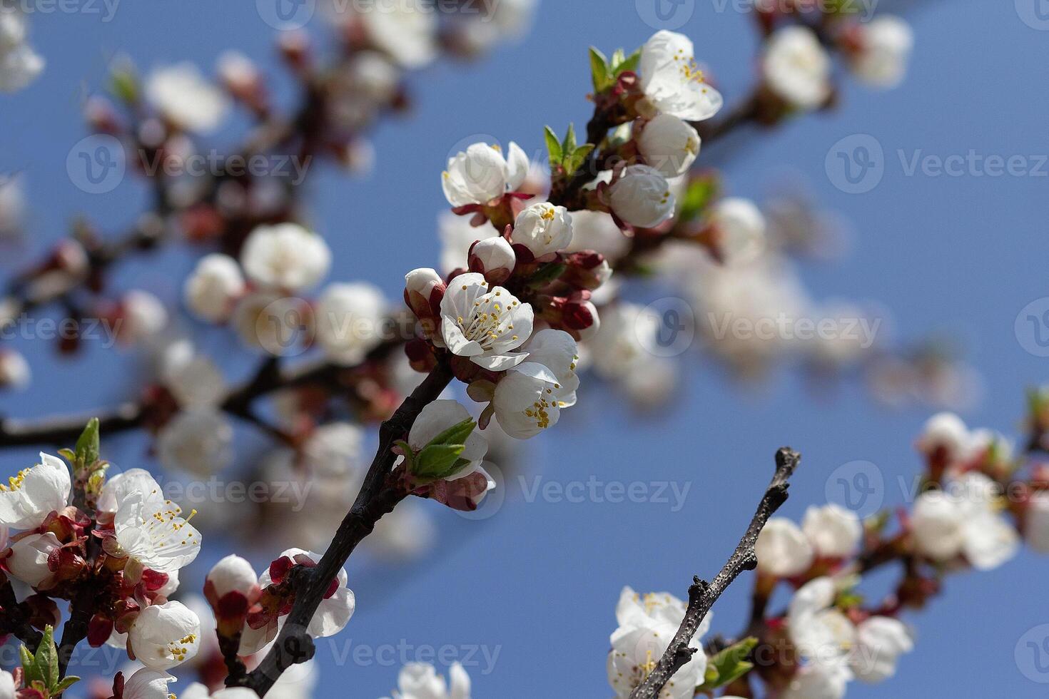 A branch of a flowering tree against the background of the sky. Nature photo
